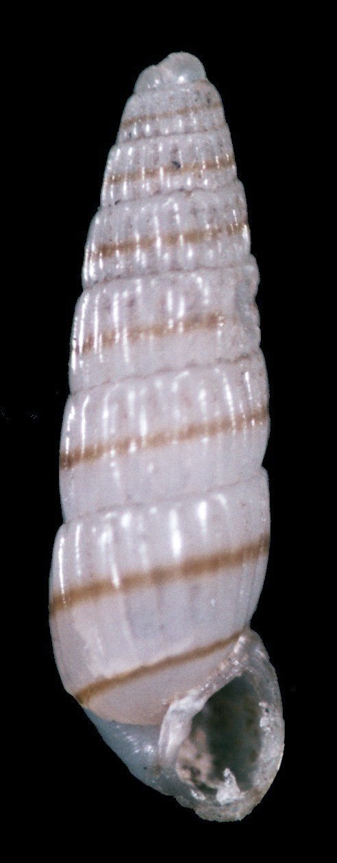 Odostomella doliolum - O. bicincta